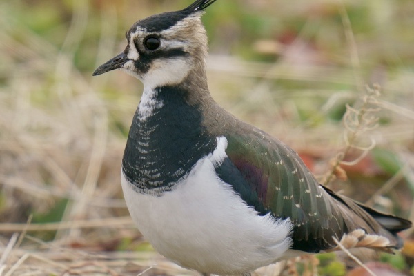 投稿：BORG89EDによる野鳥5態～ミヤマホオジロ・カシラダカ
