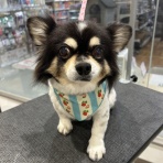 静岡県伊東市 ワンラブ カインズ伊東店 スタッフブログ