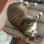 にゃんズの母（認知症と猫とわたし）