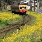 犬が三毛の一族