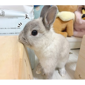 うさぎのルリ(4/18追記)