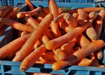 人参を美味しく食べられる料理、ない