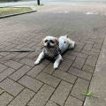 愛犬と一緒に光が丘公園でお散歩。*\(^o^)/*