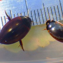 クロズマメゲンゴロウとマメゲンゴロウ。