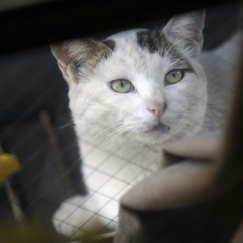 やさしいねこ ８