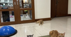 我が家のオス猫、つるみがち