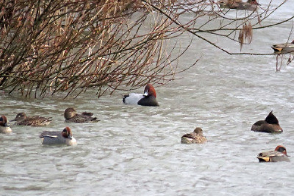 風を見る鳥 - 冬の水鳥