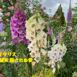 田舎記者の手帳