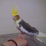 兎鳥庵日記
