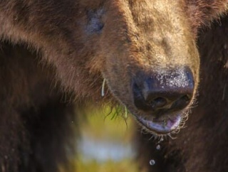 世間の人はクマの怖さをわかってない