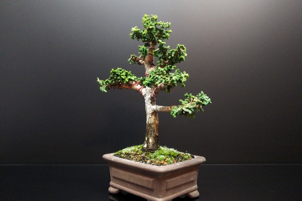 石化檜苗(15本) 石化ヒノキ｜赤硝子のうつわ 盆栽 Sekibokka 通販｜