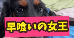 さっさと食べろ。ヤツが狙ってるぞ。
