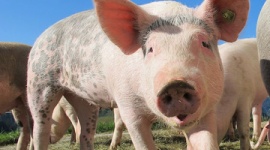 【研究】ブタはチンパンジーやイルカ並みに高い知能…食肉用動物としての扱いを再考する必要がある