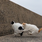 猫写真家・沖 昌之のブログ　野良ねこちゃんねる。　