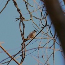 野鳥を探してPart2　～2025.1月を振り返って～