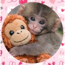 全世界でも人気のパンチくん。もちろんアメリカでもPunch the Monkeyは大手ニュースでも取り上げられるほど