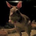 紫外線に当たると発光する齧歯類見つかる