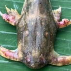 タイで農作物や魚の奇形が報告される　農産物の輸出にも影響する恐れ　原因はコレか・・・