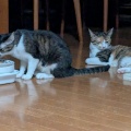 なつちゃん　と　ちょっと眠そうな　はるちゃん