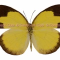 サリキチョウ♀ (マレー半島) Eurema sari sodalis