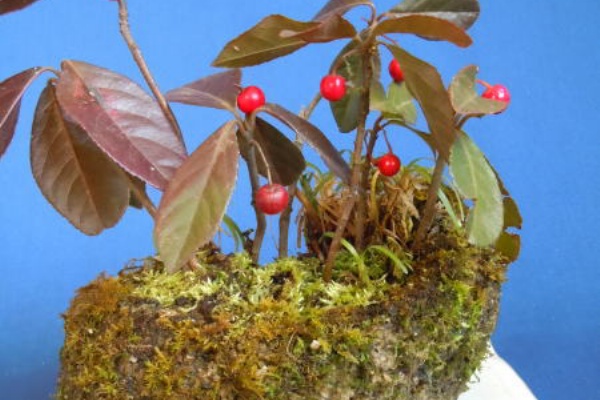 ミニ盆栽と山野草 ヤブコウジ