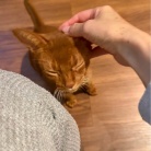 思い思いにくつろぐ猫たちに癒されるラッキー飼い主