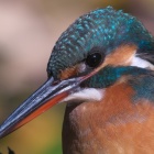 『投稿：BORG90FLによるカワセミとコジュケイ　2021/12/28』の画像