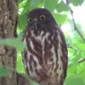 蔵出し画像2026鑁阿寺のアオバズク5🦉📸（足利市）
