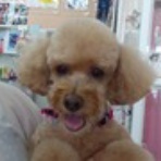 ドッグ＆キャット　ミッキー