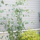 長年憧れていたあの植物が我が家に！！