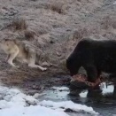 肉にかぶりつくグリズリーの前で、オオカミが子犬みたいに伏せては跳ねる「分けてやれよ、この鬼！」【海外の反応】