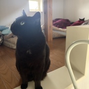 【猫写真】猫たちの昼寝の場所がかわりました