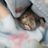 『へその緒がついた子猫ちゃん』の画像
