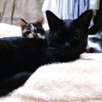 酒とロックな日常