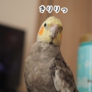 ニューはイケメン