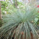 （１５５）フェスツカ・グラウカ