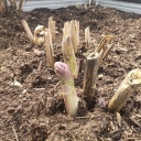 �ڤ���⾯���Ȥ����ʤä��褿�褦�Ǻ�ī���������饢���ѥ��лϤ�ޤ�����(^��^)�� ����ǯ����������Ȥ����ʤ�..