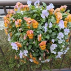 すみ子の小鳥が憩う手作りガーデン