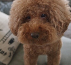 デカプーボンちゃんのハワイ土産はこれ！