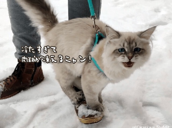好奇心と絶望の狭間で...猫の雪に対する向き合い方