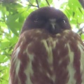 2026金龍寺のアオバズクを撮る8🦉📸（太田市）
