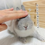 ブンチョ日誌