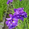 亀山公園の菖蒲まつり　満足度100%