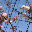 昨日の茨城ダービーに八重桜に。