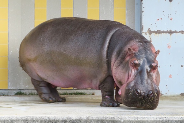 鳴ぐごはいねが Zoo Amp Aquarium カバ