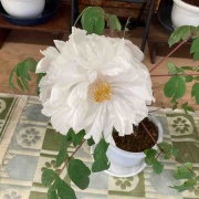 �������θ����衡���������߲�ð