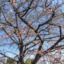 町内パトロール