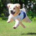 9-23-8　東耕　シェルくん　2歳　南あわじドッグラン・飛行犬撮影所にて