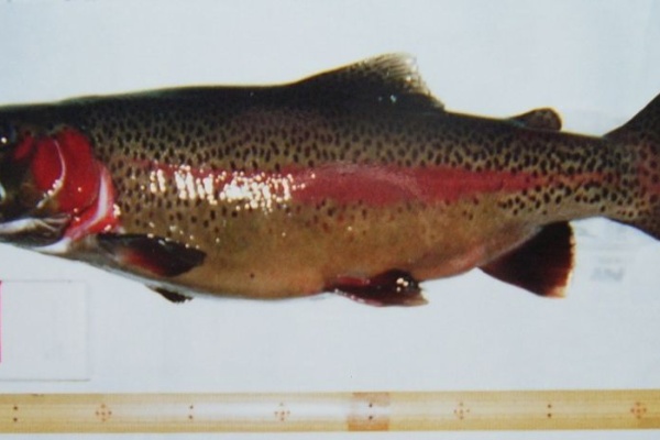 翁日記～ヤマメ・シュリンプ～ - ニジマス