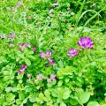 4月9日（木）の花🌸三昧•1…鶴見緑地